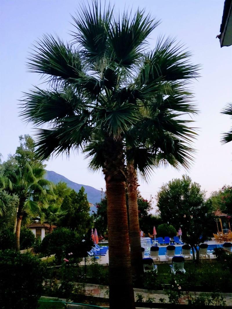 Gorkem Hotel & Apartments Oludeniz Exterior photo